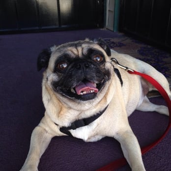 Messy Mutt - Here's a very happy customer! Sunny is so soft and cuddly after her bath at Messy Mutt. - Pet Groomers Near Me Messy Mutt - Here's a very happy customer! Sunny is so soft and cuddly after her bath at Messy Mutt. - Pet Groomers Near Me