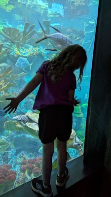 New England Aquarium by null