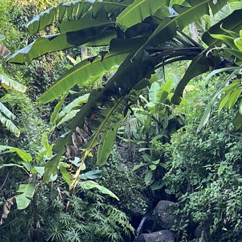 Makiki Valley Trail - Hiking Near Me - Honolulu, Hawaii