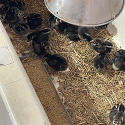 Sunset Saddlery & Feed - Chicks sell fast