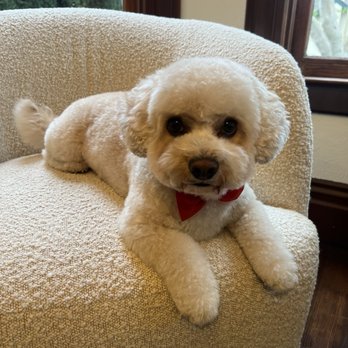 Lush Spaw - Ready for dinner! - Pet Groomers Near Me - Santa Clara, California Lush Spaw - Ready for dinner! - Pet Groomers Near Me - Santa Clara, California