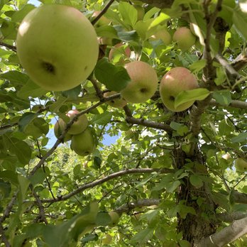 Wightman Fruit Farm - Pick Your Own Farms Near Me - Kerhonkson, New York Wightman Fruit Farm - Pick Your Own Farms Near Me - Kerhonkson, New York