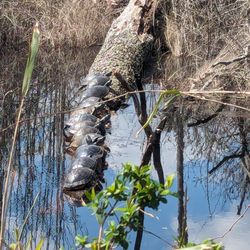 Great Dismal Swamp National Wildlife Refuge