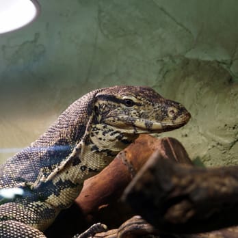Reptilia - Zoos Near Me - Concord, Ontario Reptilia - Zoos Near Me - Concord, Ontario