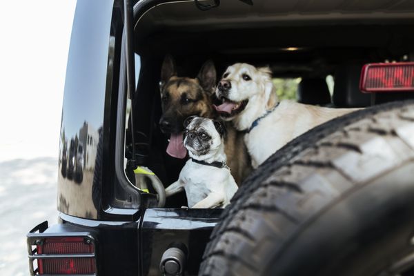 Pampered Pooch-Chicago