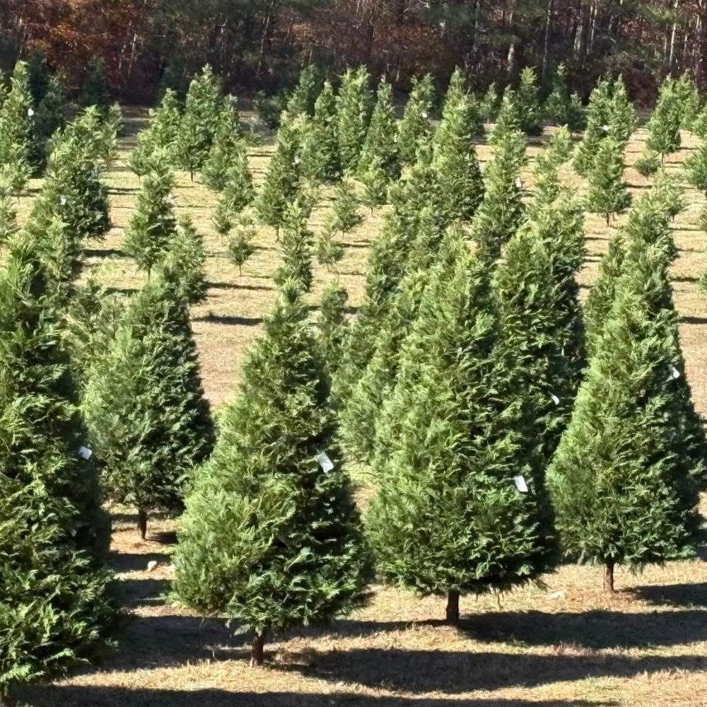 Church Farm Christmas Trees - Field view - Christmas Trees Near Me - Pell City, Alabama