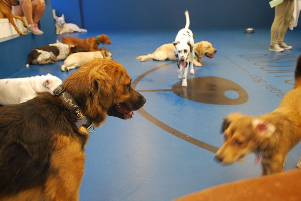 Biscuits & Bath - Riverside Blvd by null