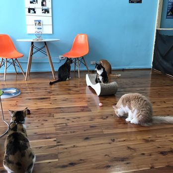 Catmosphere Cafe - Landmarks & Historical Buildings Near Me - Surry Hills, NSW