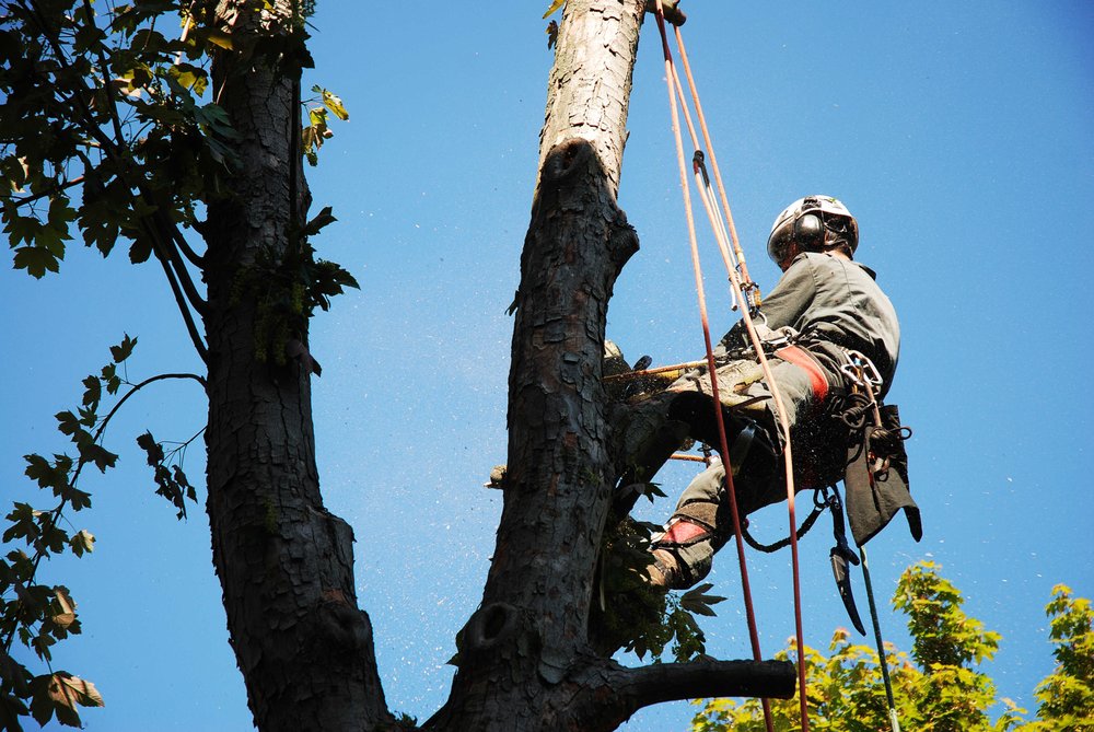 Quality Tree Service Pittsburgh - tree service in Pittsburgh, PA