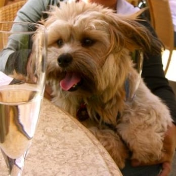 Mumm Napa - Had a "couple" of glass. - Wine Tasting Room Near Me - Rutherford, California Mumm Napa - Had a "couple" of glass. - Wine Tasting Room Near Me - Rutherford, California