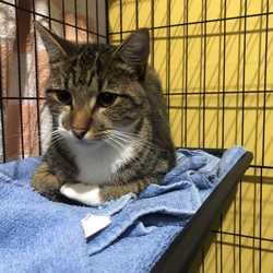 Community Cats of Palm Coast