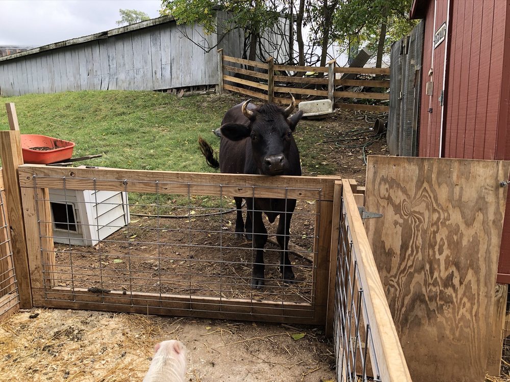 Old Mcdonald's Pumpkin Patch and Corn Maze Logo
