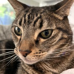 OC Veterinary Medical Center - Simba at OC veterinary
