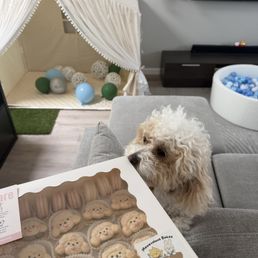 Macarons vs. Chai