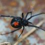 Photo of Maldonado Pest Solutions