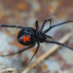 Maldonado Pest Solutions
