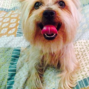 Pupscale Pet Salon - After his hair cut. He was in rough shape before - Pet Groomers Near Me - Montclair, California