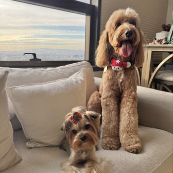 21 Pooch - Pet Groomers Near Me - Los Angeles, California
