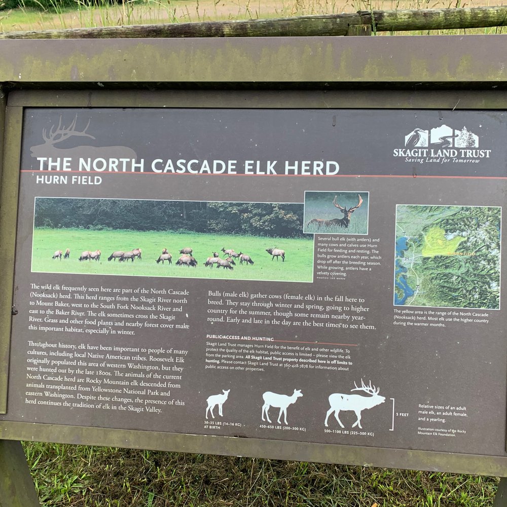 Hurn Field - Some wildlife to look for. - Local Flavor Near Me - Concrete, Washington