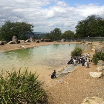 ZSL Whipsnade Zoo - Zoos Near Me - Dunstable, CBF ZSL Whipsnade Zoo - Zoos Near Me - Dunstable, CBF
