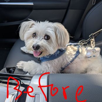 Ironmaya Pet Grooming - It was my dog before going to this grooming place. - Pet Groomers Near Me - Arcadia, California
