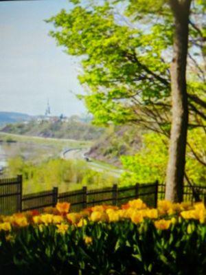 Bois de Boulogne by null