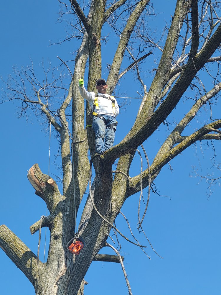 Fallen Tree Removal