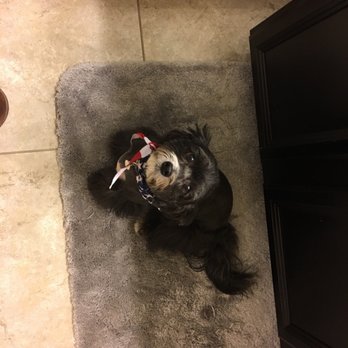 Puff & Fluff Grooming - Arrowhead - Pet Groomers Near Me - Glendale, Arizona