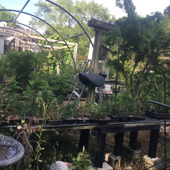 BC Bonsai - Nurseries & Gardening Near Me - Wheaton, Illinois