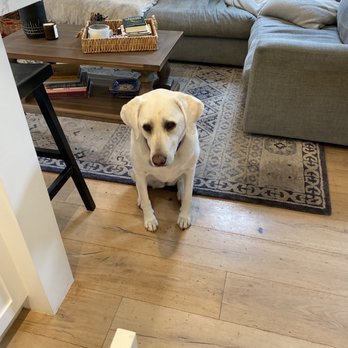 Santa Barbara Dog Whisperer - Lucy responder beautifully to Ronit! It wasn't hard. Ronit was wonderful to work with. Kind and knowledgeable! - Pet Training Near Me - Santa Barbara, California