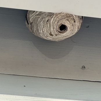Seacoast Property Watch - Pest problem - Property Management Near Me - North Hampton, New Hampshire Seacoast Property Watch - Pest problem - Property Management Near Me - North Hampton, New Hampshire