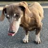 Sunrise Pet Hospital gift card