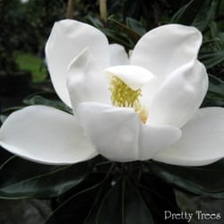 Pretty Trees Nursery - Lil gem magnolia bloom