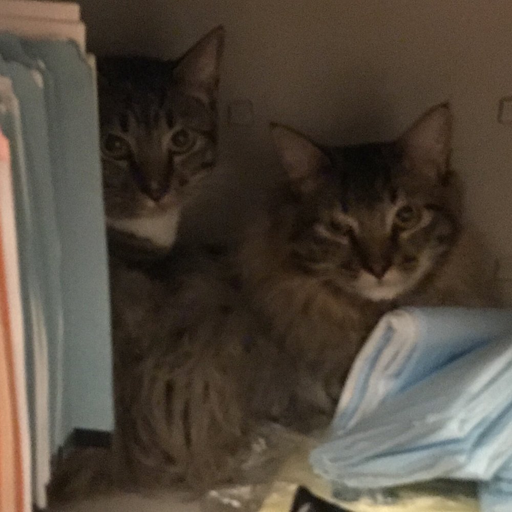 The Cat Practice - Niko and Ziggy exploring the cabinets - Veterinarians Near Me - New York, New York The Cat Practice - Niko and Ziggy exploring the cabinets - Veterinarians Near Me - New York, New York