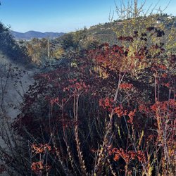 Variety of plant species