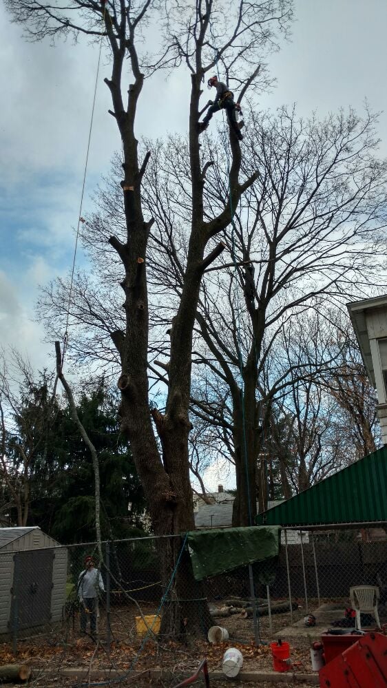 DO IT ALL GENERAL CONTRACTING AND TREE CARE Altamont, New York Snow