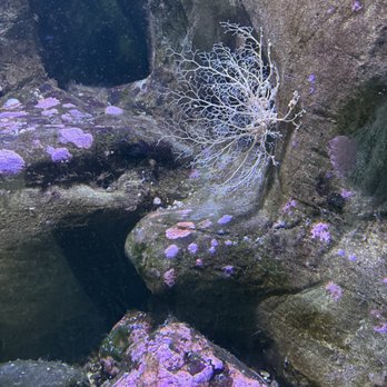 Oregon Coast Aquarium - Aquariums Near Me - Newport, Oregon Oregon Coast Aquarium - Aquariums Near Me - Newport, Oregon