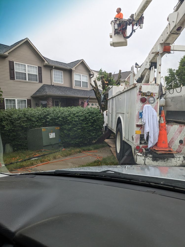 Charles and son's tree service and lanscaping - tree service in Indianapolis, IN