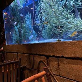 Rainforest Cafe - Third level aquarium - American Near Me - San Antonio, Texas Rainforest Cafe - Third level aquarium - American Near Me - San Antonio, Texas