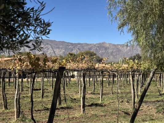 Colomé Winery by null