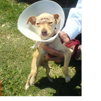 Compassion 4 Paws Veterinary Healing Center - Veterinarians Near Me - Grand Ledge, Michigan Compassion 4 Paws Veterinary Healing Center - Veterinarians Near Me - Grand Ledge, Michigan