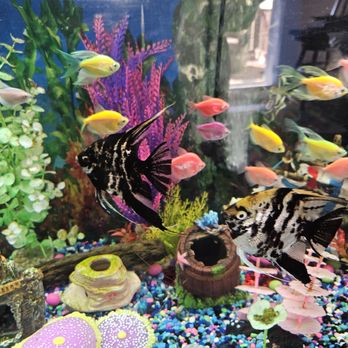 Petropolis live - Aquariums Near Me - Lawrenceburg, Kentucky Petropolis live - Aquariums Near Me - Lawrenceburg, Kentucky