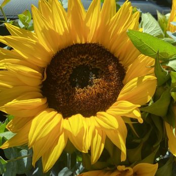 My Flower Shop - Florists Near Me - San Diego, California My Flower Shop - Florists Near Me - San Diego, California