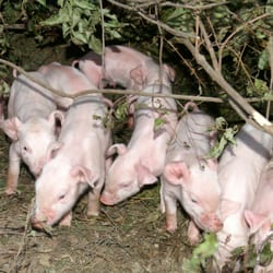 Cross Island Farms - Meet baby piglets (in season) on a farmer-guided tour of Cross Island Farms