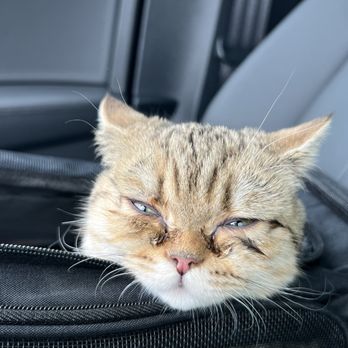 Kittens Up - Barely able to open her eyes from the pain and discomfort of the virus flare up - Pet Breeders Near Me - Pembroke Pines, Florida