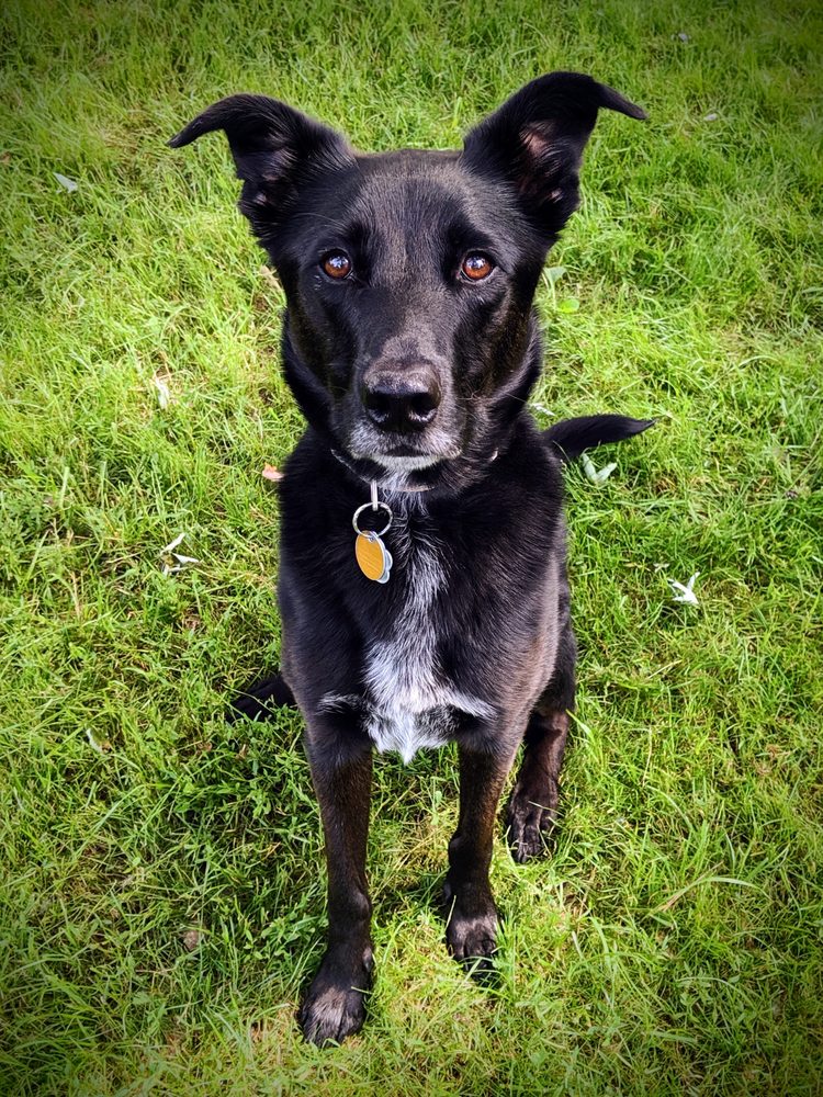 Dogs Do Learn - pet boarding facility in Coon Rapids, MN