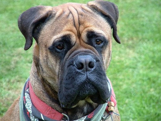 The Historic Dockyard Chatham by null
