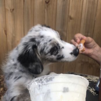 Blue Moon Cafe - Skywalker was offered a very generously sized pup cup, and was in absolute heaven - Cafes Near Me - Shepherdstown, West Virginia Blue Moon Cafe - Skywalker was offered a very generously sized pup cup, and was in absolute heaven - Cafes Near Me - Shepherdstown, West Virginia
