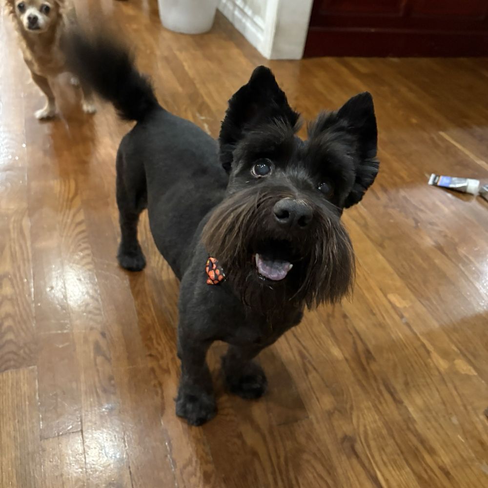Bark Side Pet Grooming - Mylo looking dapper - Pet Groomers Near Me - Long Beach, California Bark Side Pet Grooming - Mylo looking dapper - Pet Groomers Near Me - Long Beach, California