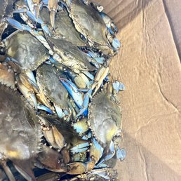 Blue Crabs